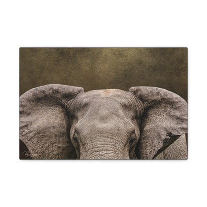 Elephant Portrait in Golden Light — By Photographer Patsy Weingart