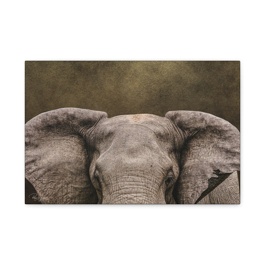Elephant Portrait in Golden Light — By Photographer Patsy Weingart