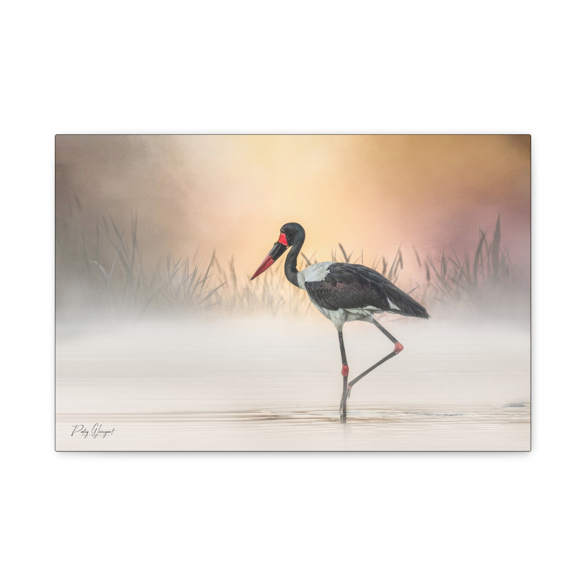 Saddle‑Billed Stork in the Mist – By Photographer Patsy Weingart