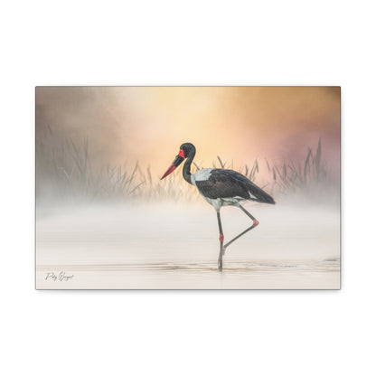 Saddle‑Billed Stork in the Mist – By Photographer Patsy Weingart