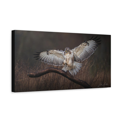 White Buzzard Landing on Forest Branch — By Photographer Lukas Andersen