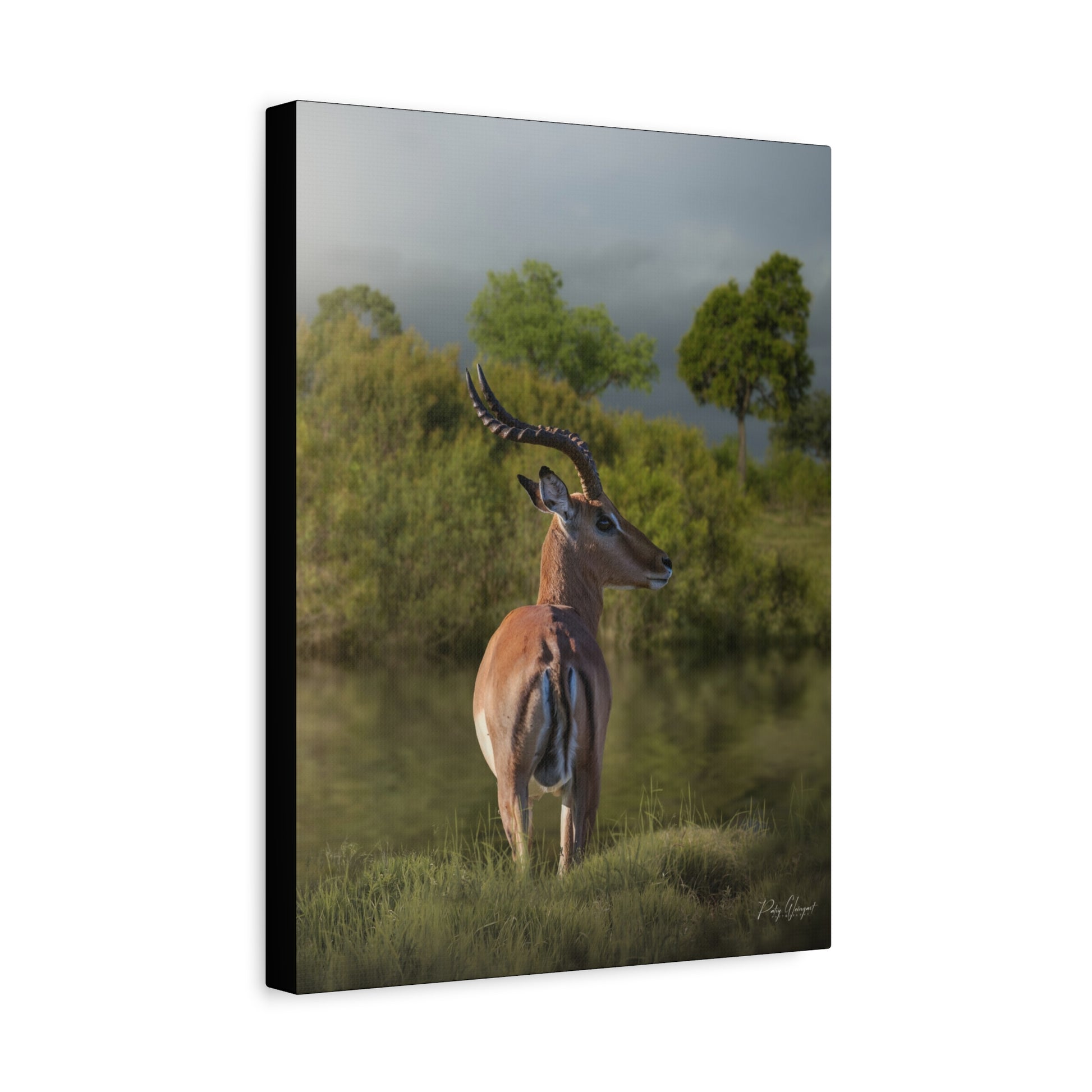 Silent Watch – Impala at the Water’s Edge by Photographer Patsy Weingart