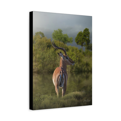 Silent Watch – Impala at the Water’s Edge by Photographer Patsy Weingart