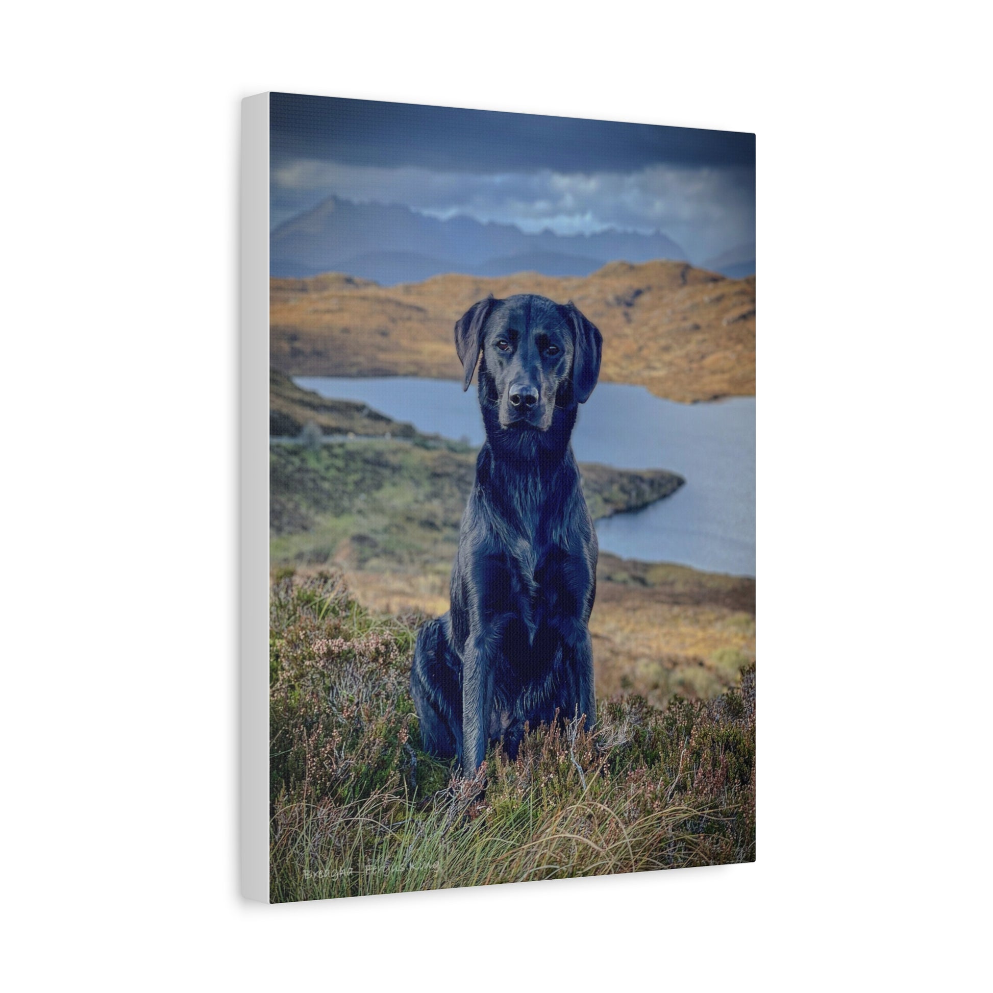 Breagha on the Heath canvas print – By photographer Fergus King
