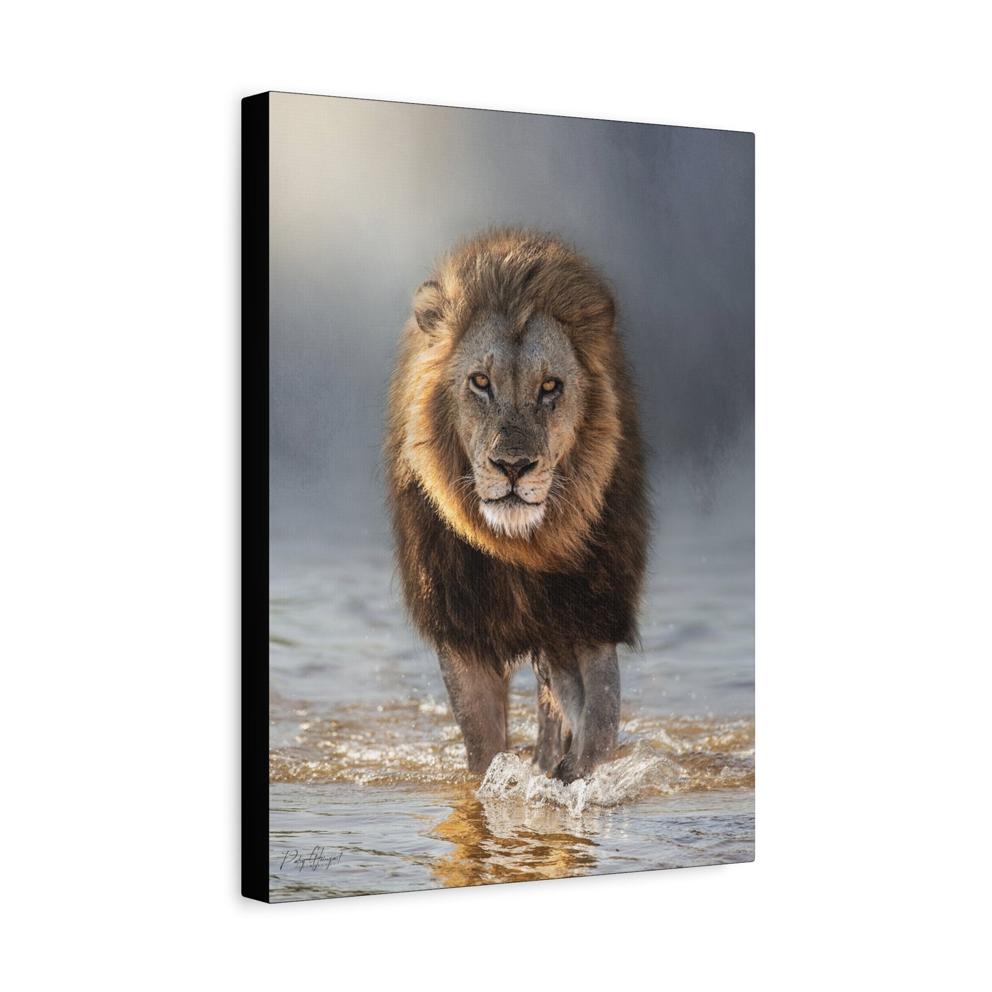 Lion of the Delta – By Photographer Patsy Weingart