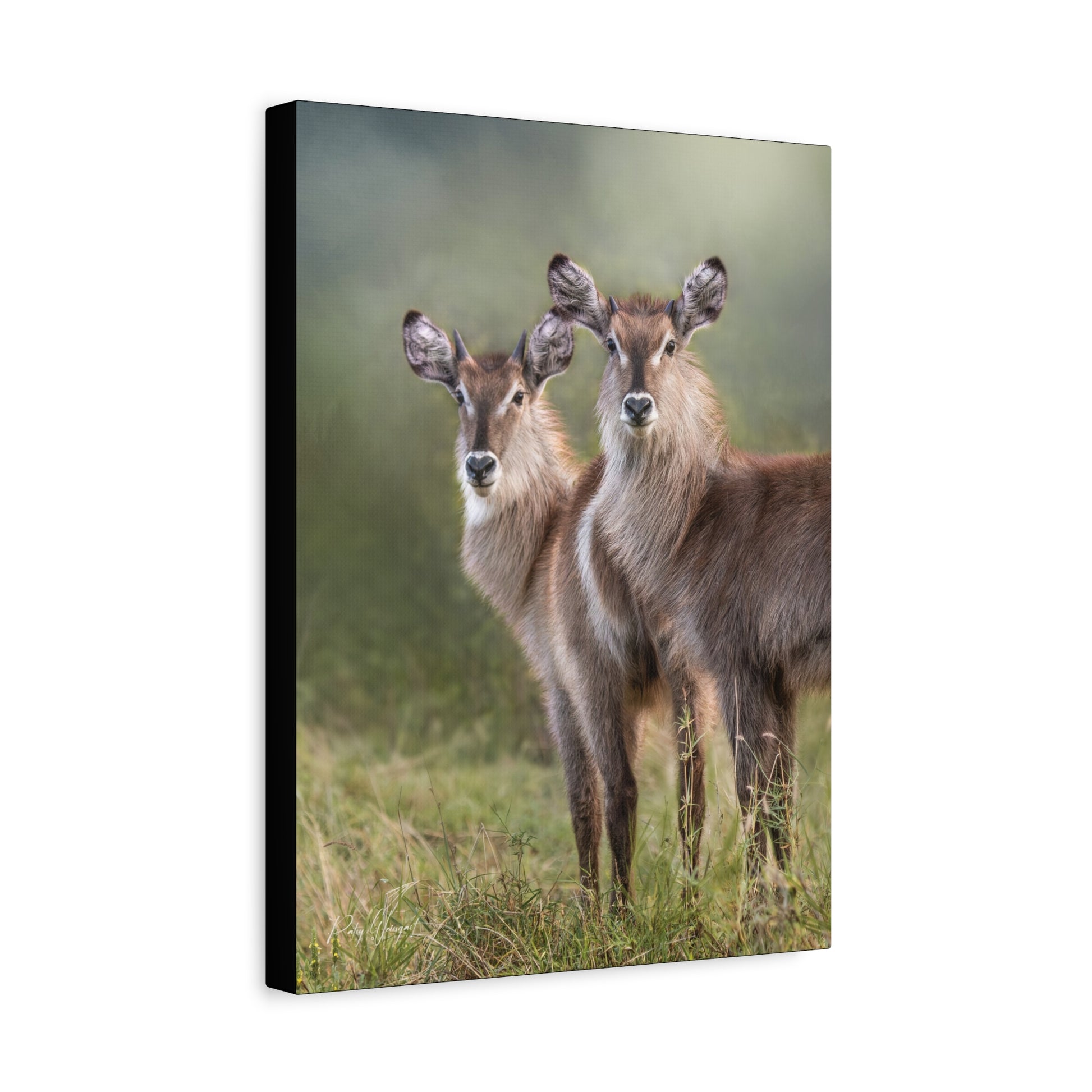 Brothers in the Grass – Young Waterbucks by Photographer Patsy Weingart