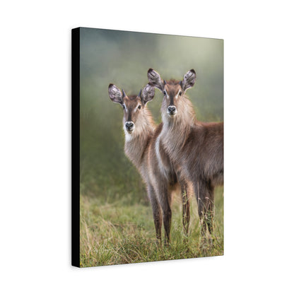Brothers in the Grass – Young Waterbucks by Photographer Patsy Weingart