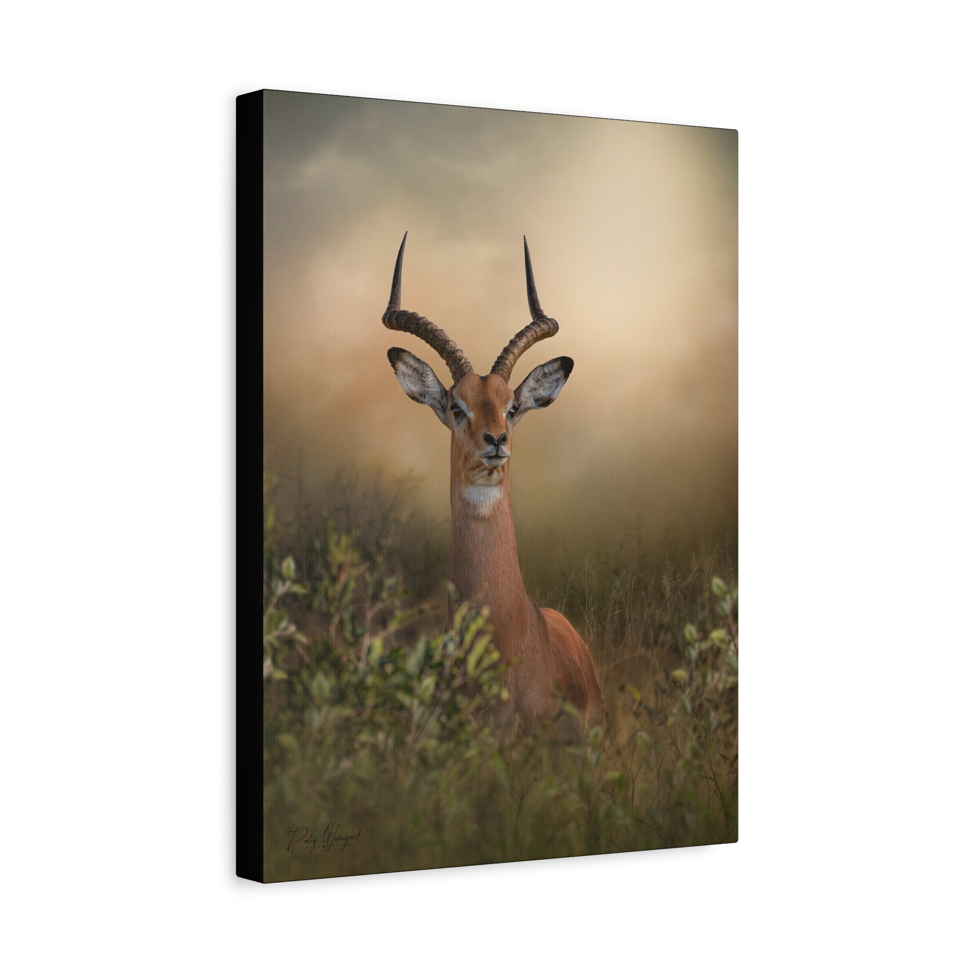 Gaze Through the Grass, By Photographer Patsy Weingart