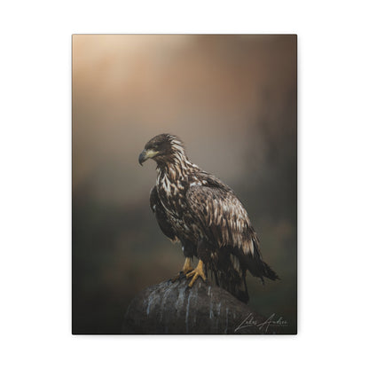 White‑Tailed Eagle Juvenile on Rock — By Photographer Lukas Andersen