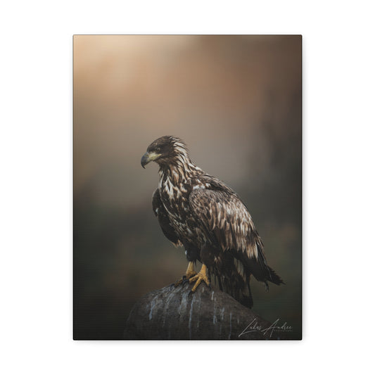 White‑Tailed Eagle Juvenile on Rock — By Photographer Lukas Andersen