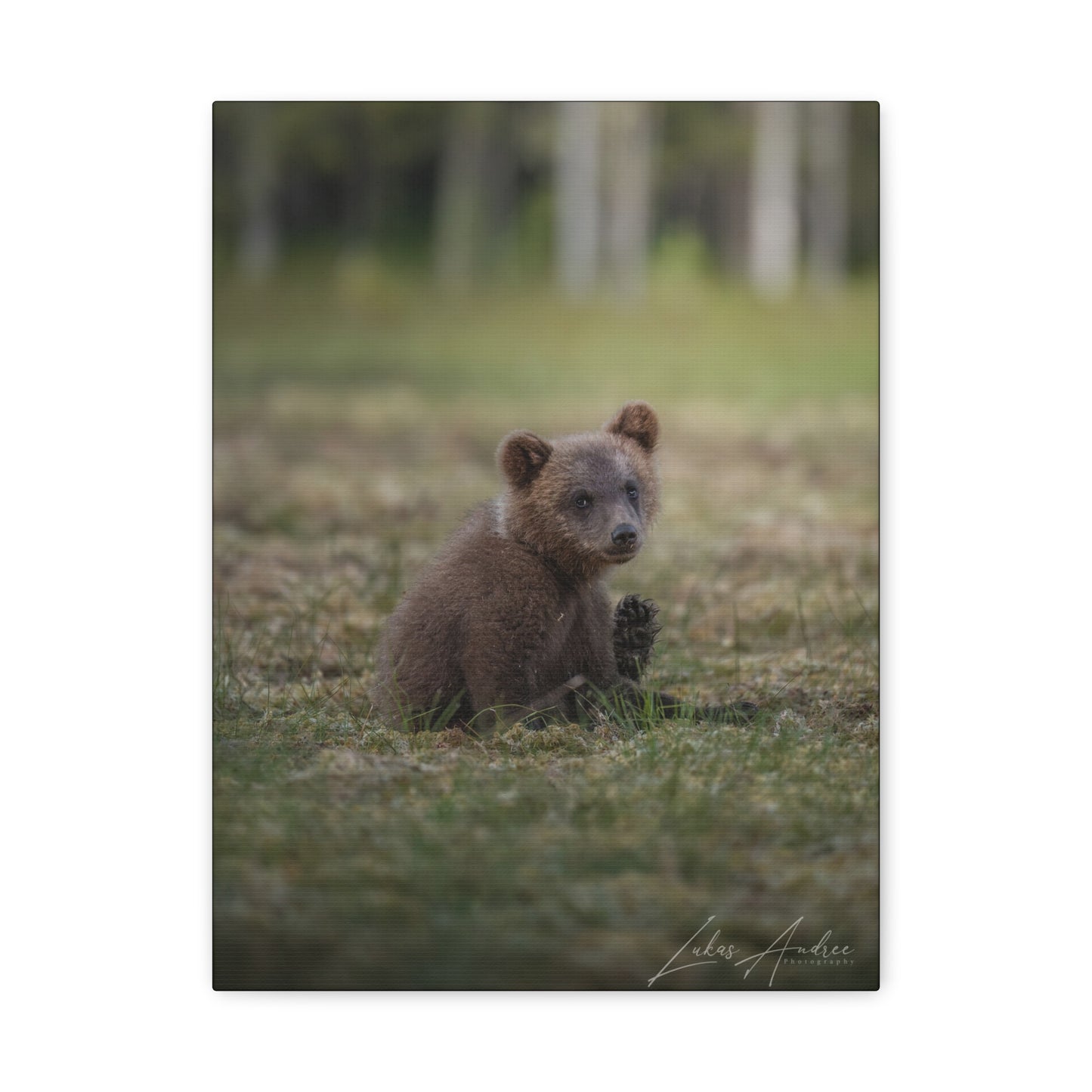 Bear Cub Scratching in Forest Meadow – By Photographer Lukas Andersen