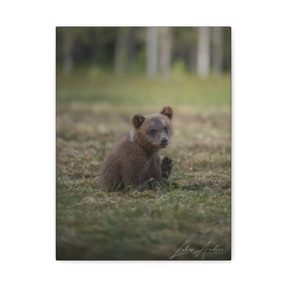 Bear Cub Scratching in Forest Meadow – By Photographer Lukas Andersen