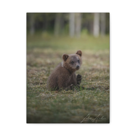 Bear Cub Scratching in Forest Meadow – By Photographer Lukas Andersen