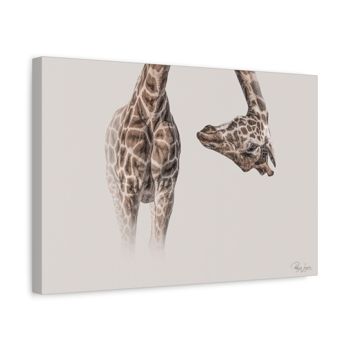 Graceful Giraffe Bend — By Photographer Patsy Weingart