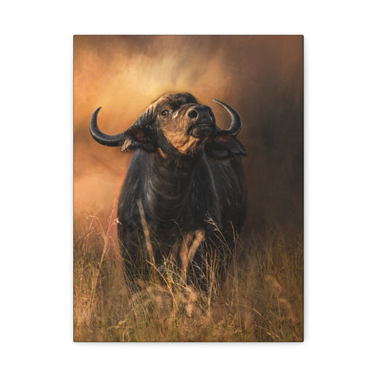 Cape Buffalo in Long Grass at Dusk – By Photographer Patsy Weingart