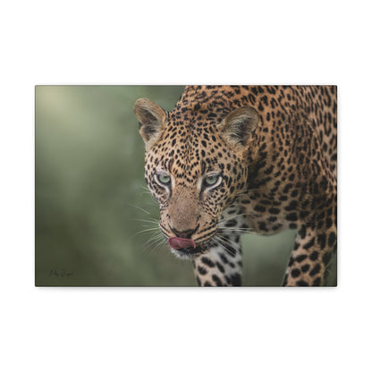 Silent Stalker: Leopard at Close Range – By Photographer Patsy Weingart