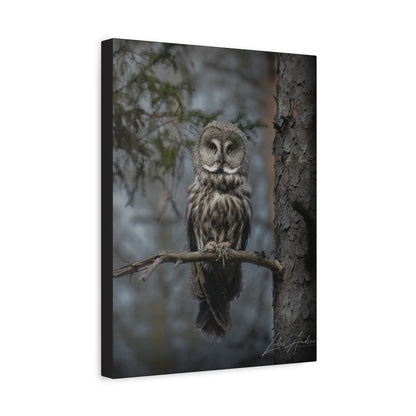 Great Gray Owl on Woodland Branch – By Photographer Lukas Andersen