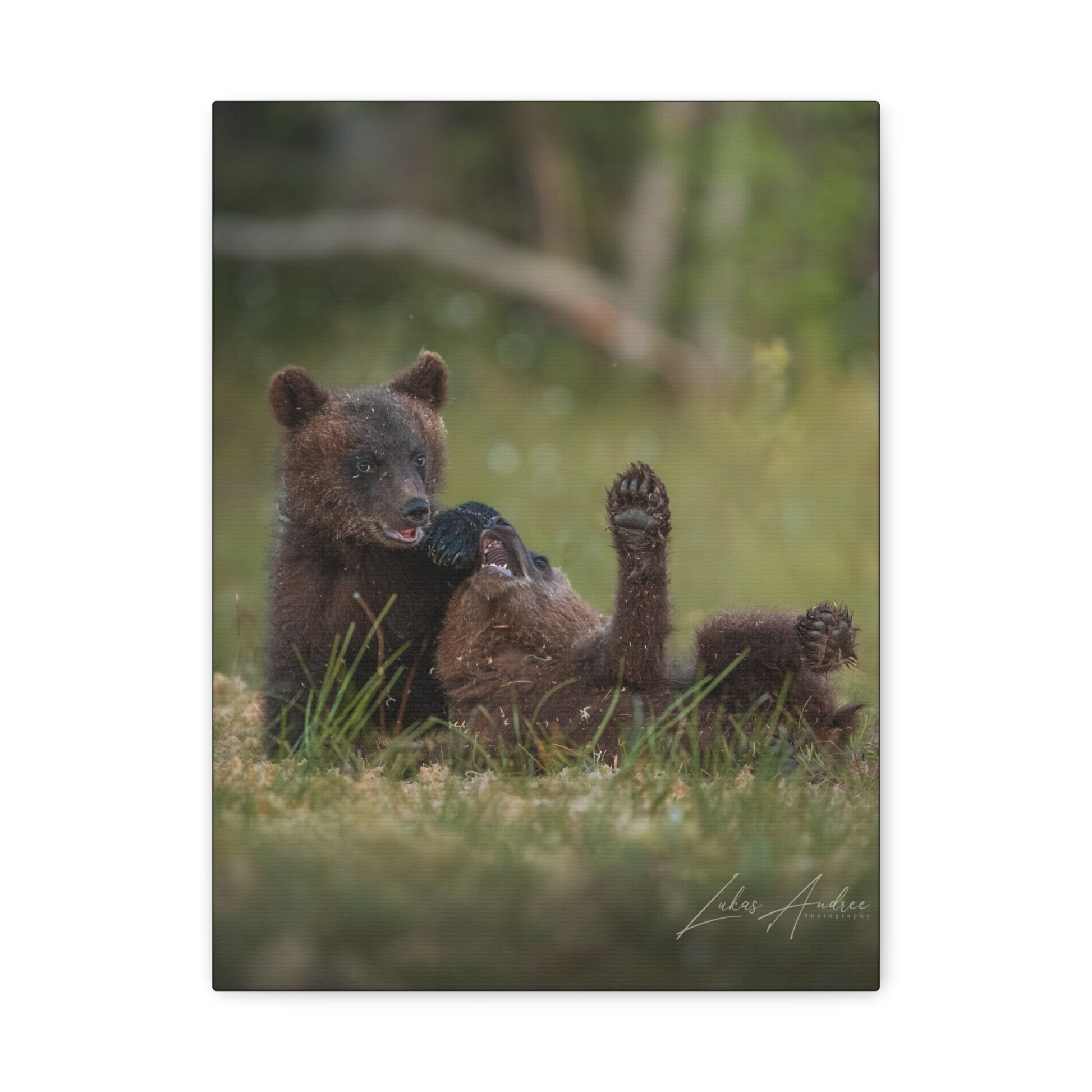 Playful Bear Cubs on Forest Floor – By Photographer Lukas Andersen