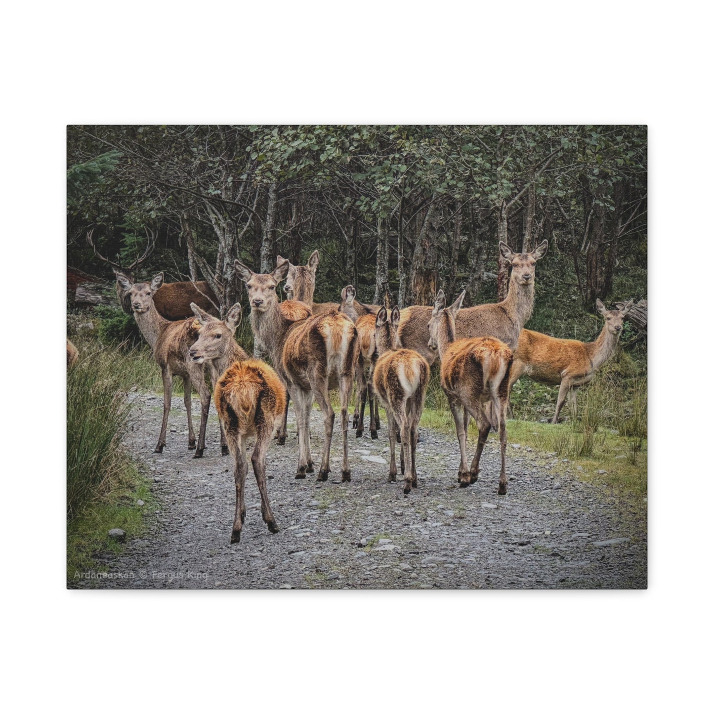 Ardaneaskan Canvas Print – Scottish Wildlife Wall Art by Photographer Fergus King