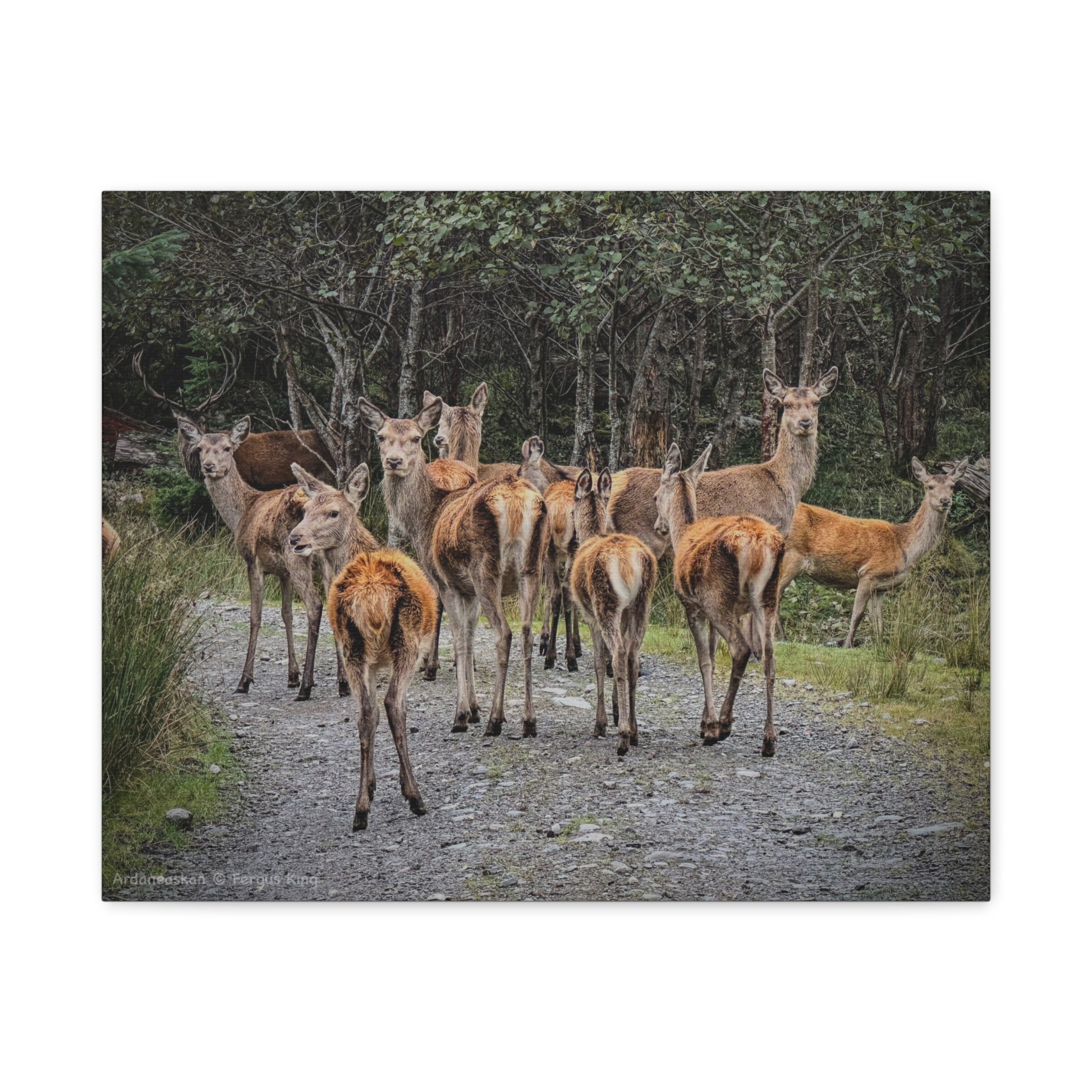 Ardaneaskan Canvas Print – Scottish Wildlife Wall Art by Photographer Fergus King