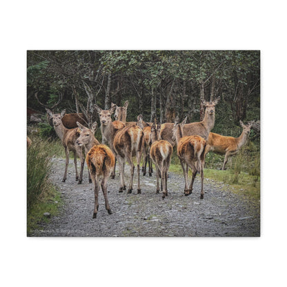 Ardaneaskan Canvas Print – Scottish Wildlife Wall Art by Photographer Fergus King