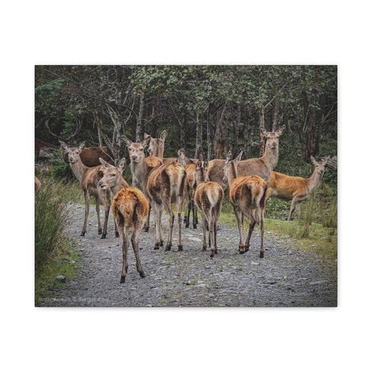 Ardaneaskan Canvas Print – Scottish Wildlife Wall Art by Photographer Fergus King