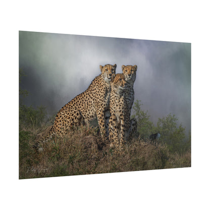Three Cheetahs Fine Art Print | By Photographer Patsy Weingart