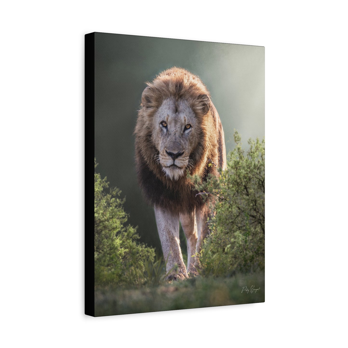 King of the Wild – Lion Canvas Print by Photographer Patsy Weingart