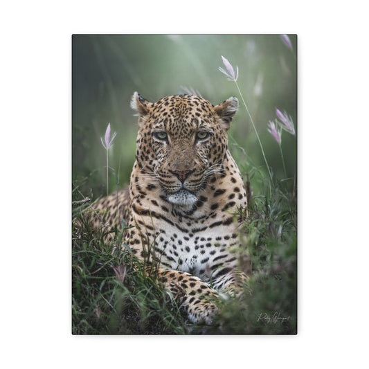 Leopard in the Grass – By Photographer Patsy Weingart