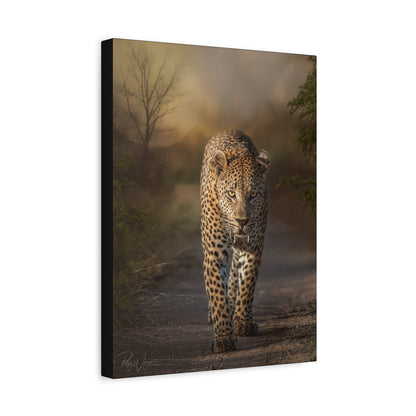 Leopard Walking at Sunset — By Photographer Patsy Weingart