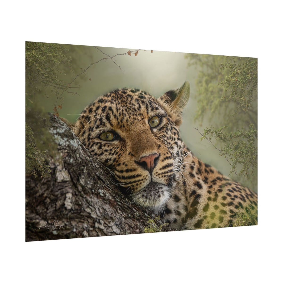 Leopard in Repose Fine Art Print | By Photographer Patsy Weingart