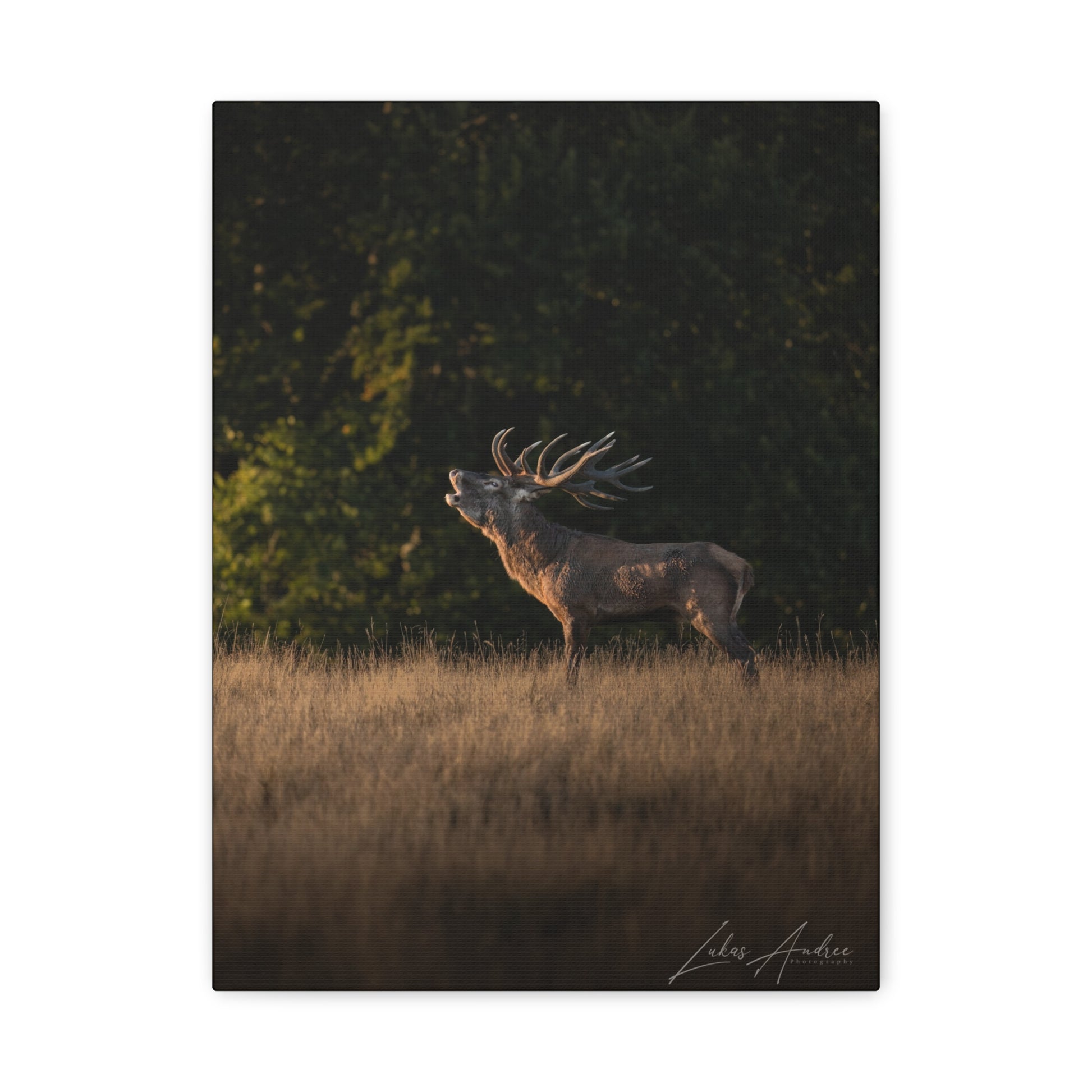 Roaring Stag in Golden Meadow – By Photographer Lukas Andersen