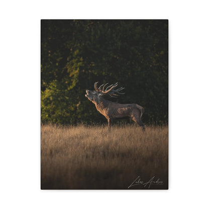 Roaring Stag in Golden Meadow – By Photographer Lukas Andersen