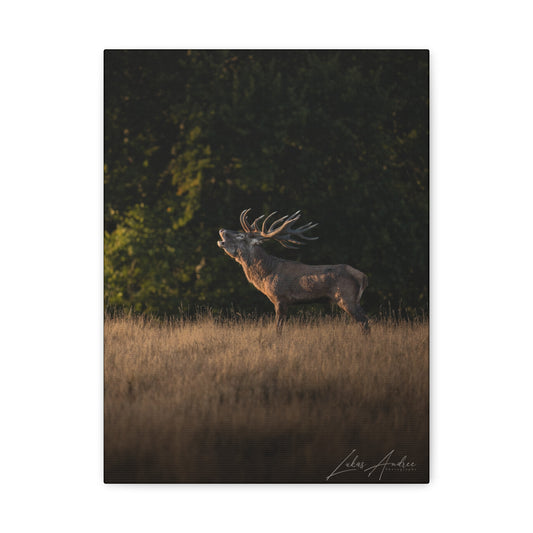 Roaring Stag in Golden Meadow – By Photographer Lukas Andersen