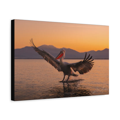 Pelican Over Still Water at Sunset – By Photographer Lukas Andersen