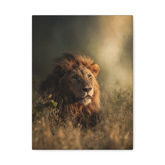 Embers of the Grassland – Sunset Lion by Photographer Patsy Weingart