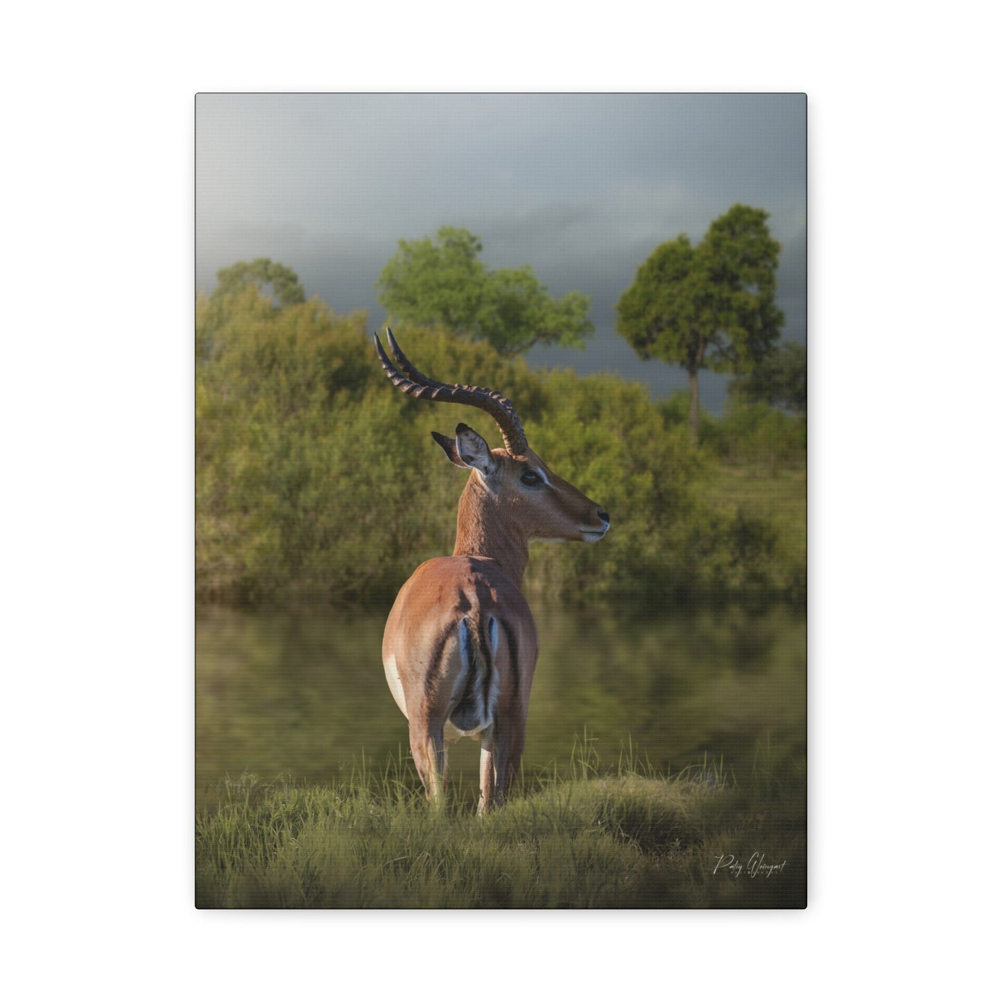 Silent Watch – Impala at the Water’s Edge by Photographer Patsy Weingart