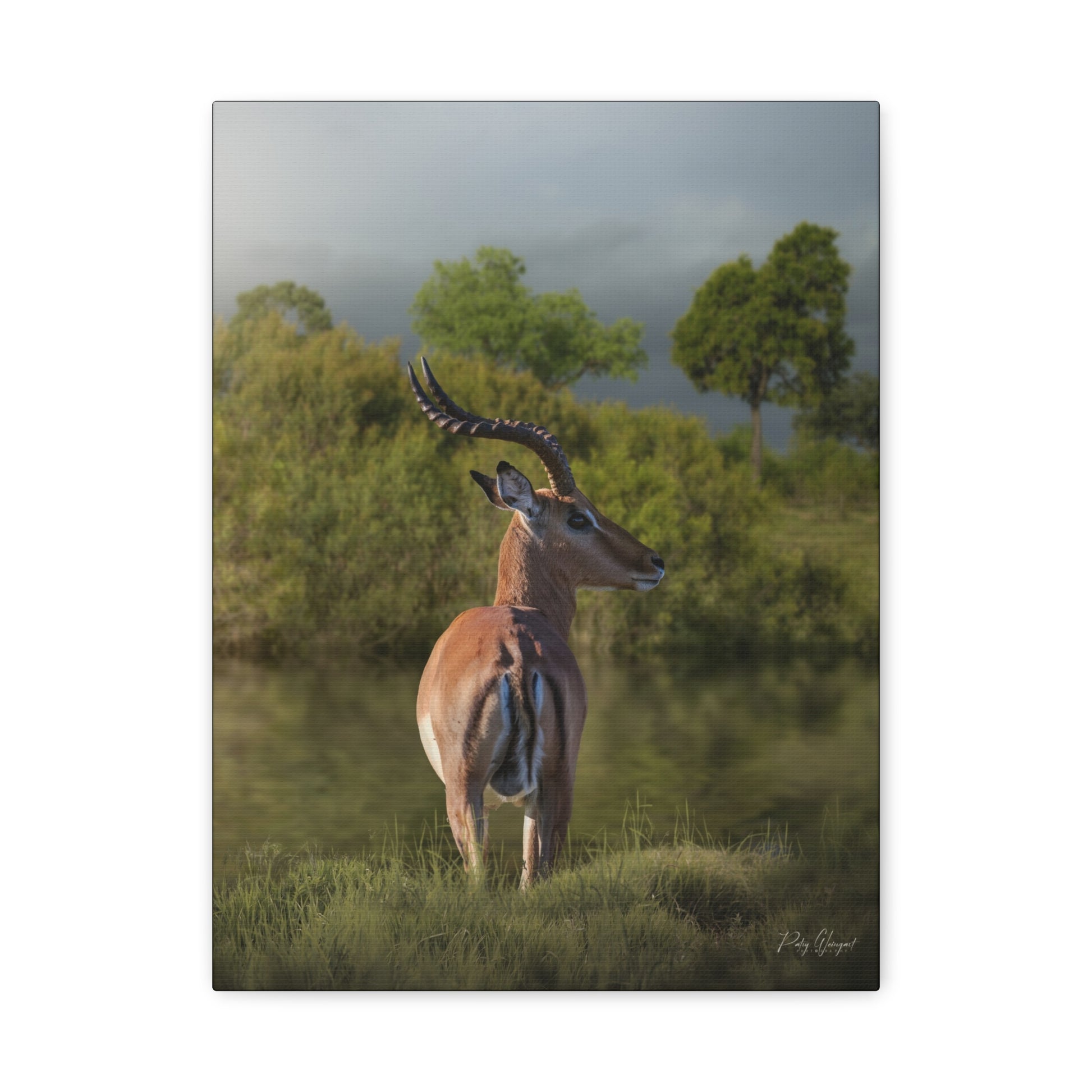 Silent Watch – Impala at the Water’s Edge by Photographer Patsy Weingart