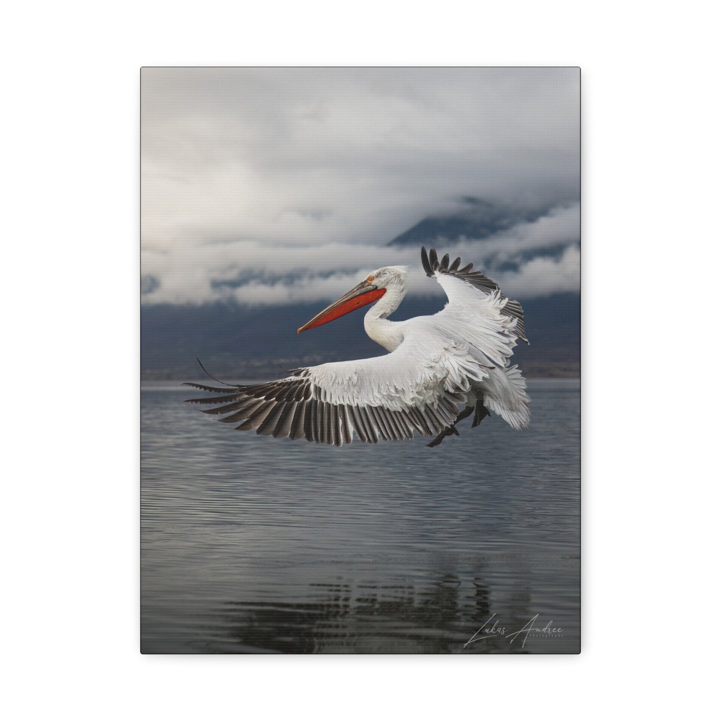 Dalmatian Pelican in Flight Over Still Waters – By Photographer Lukas Andersen