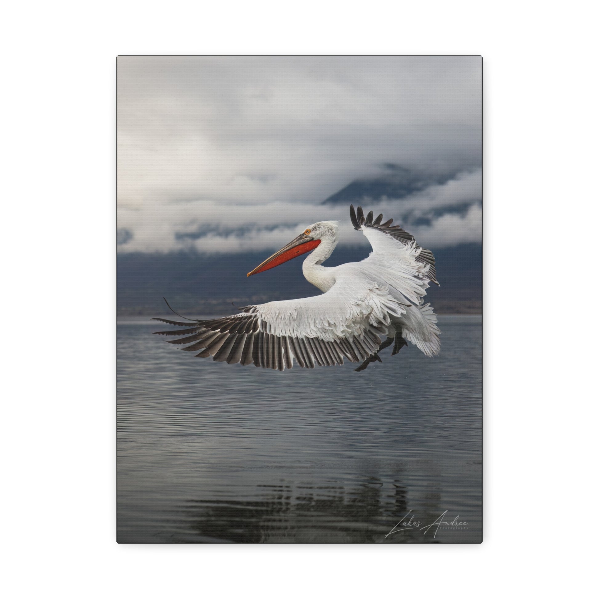 Dalmatian Pelican in Flight Over Still Waters – By Photographer Lukas Andersen