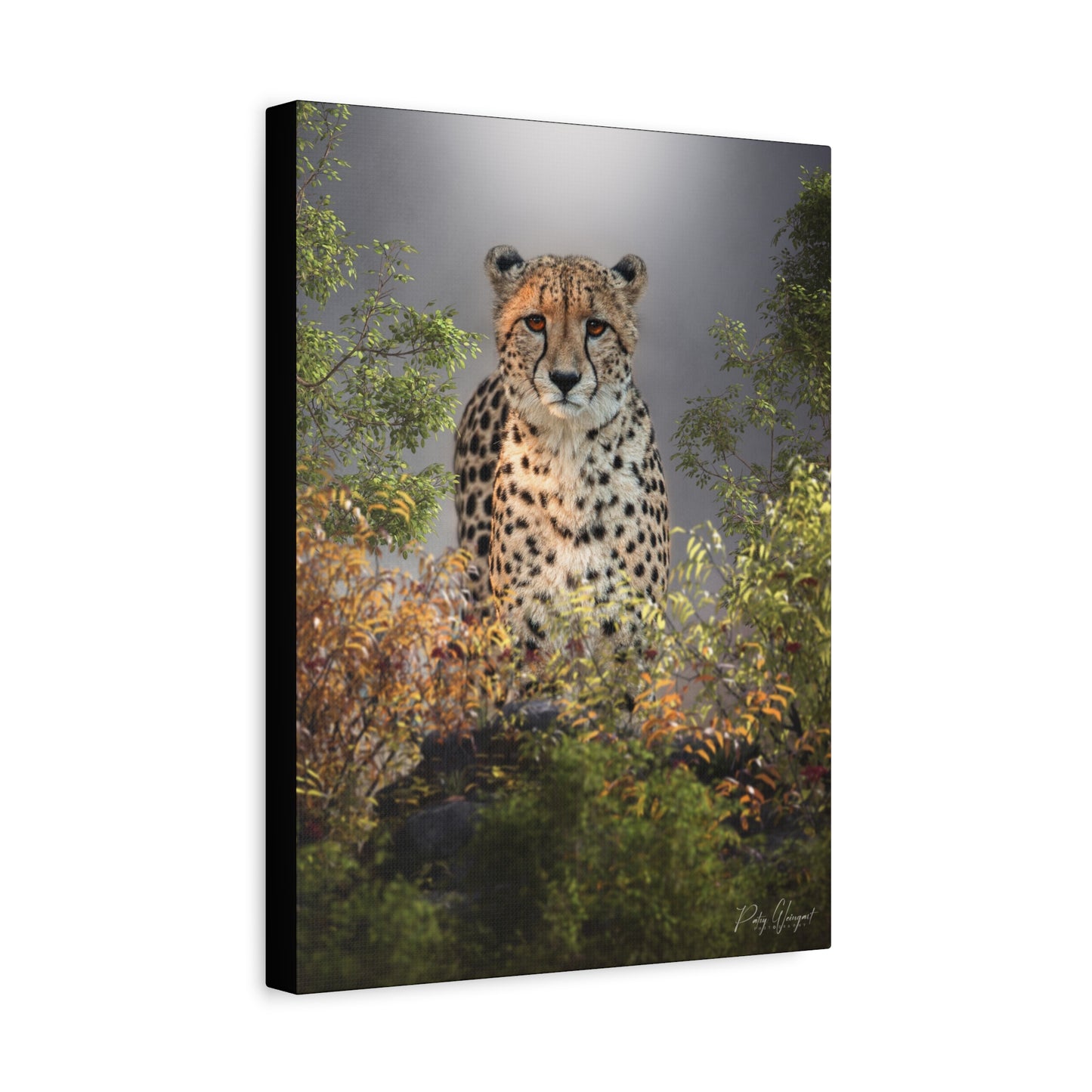 Cheetah in the Thicket — By Photographer Patsy Weingart