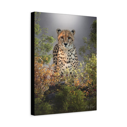 Cheetah in the Thicket — By Photographer Patsy Weingart