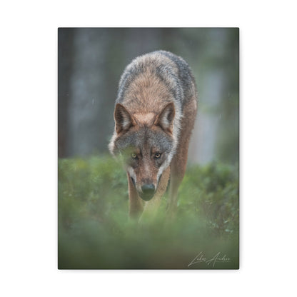 Woodland Gaze, Wild Wolf — By Photographer Lukas Andersen