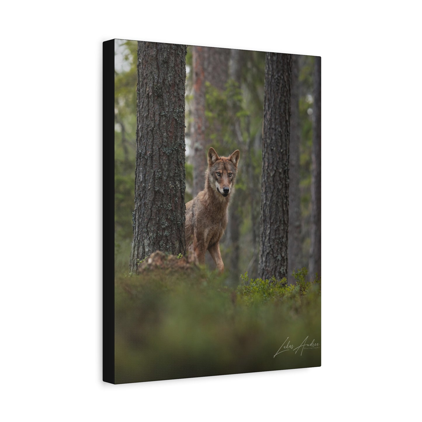 Wolf Among Forest Trees – By Photographer Lukas Andersen