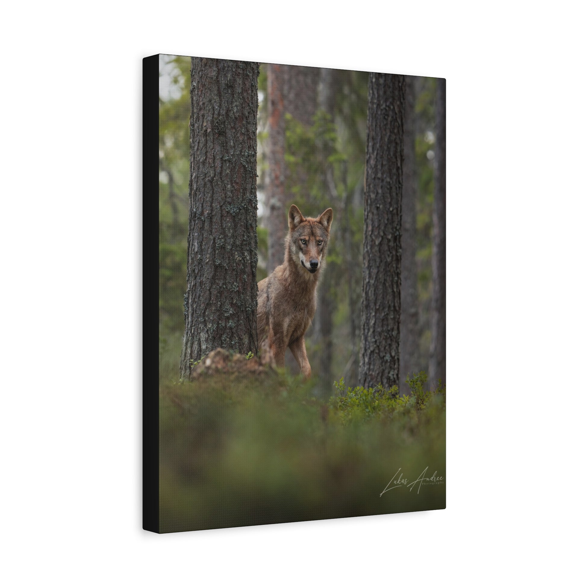 Wolf Among Forest Trees – By Photographer Lukas Andersen
