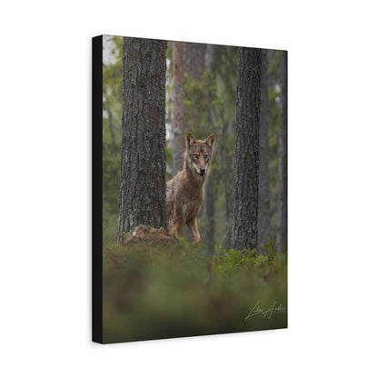 Wolf Among Forest Trees – By Photographer Lukas Andersen