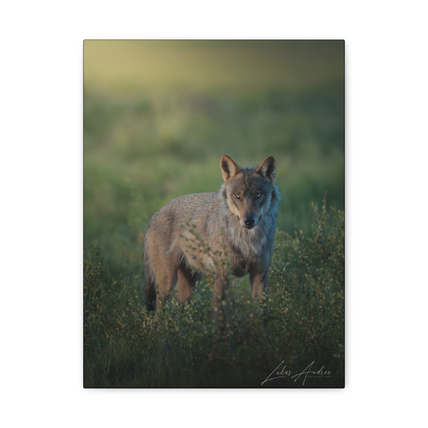 Wolf in the Last Light — By Photographer Lukas Andersen
