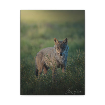 Wolf in the Last Light — By Photographer Lukas Andersen