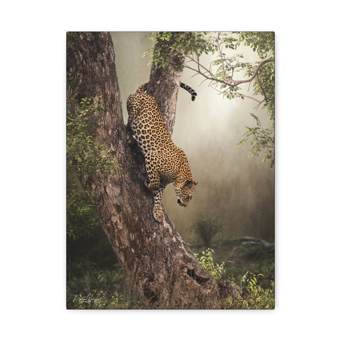 Leopard in Descent — By Photographer Patsy Weingart