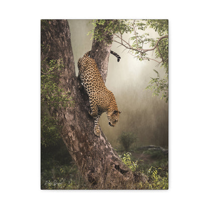 Leopard in Descent — By Photographer Patsy Weingart